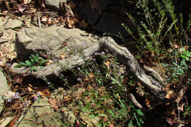 Driftwood with Wildflowers