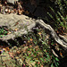 Driftwood with Wildflowers