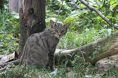 Wildkatze (Opelzoo)