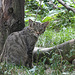 Wildkatze (Opelzoo)