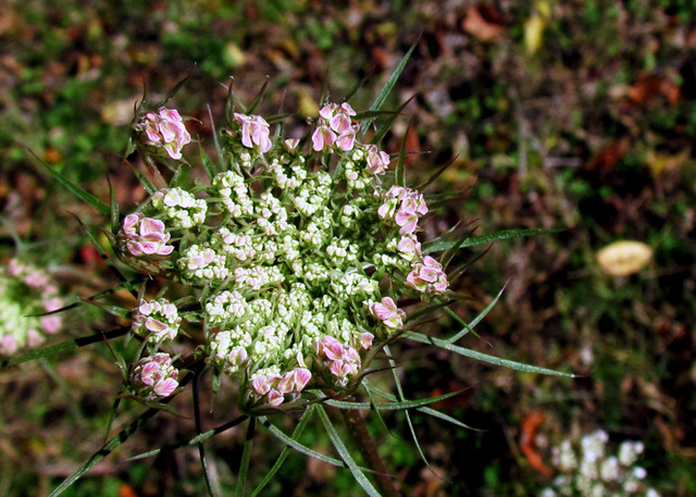 Bud - Queen Anne's Lace