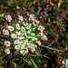 Bud - Queen Anne's Lace