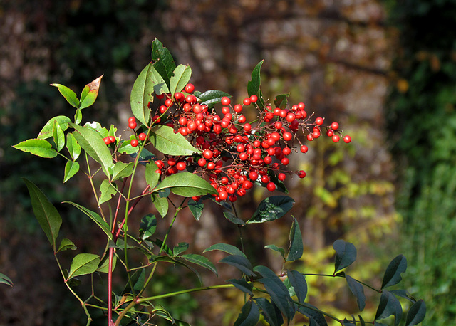 Red Berries