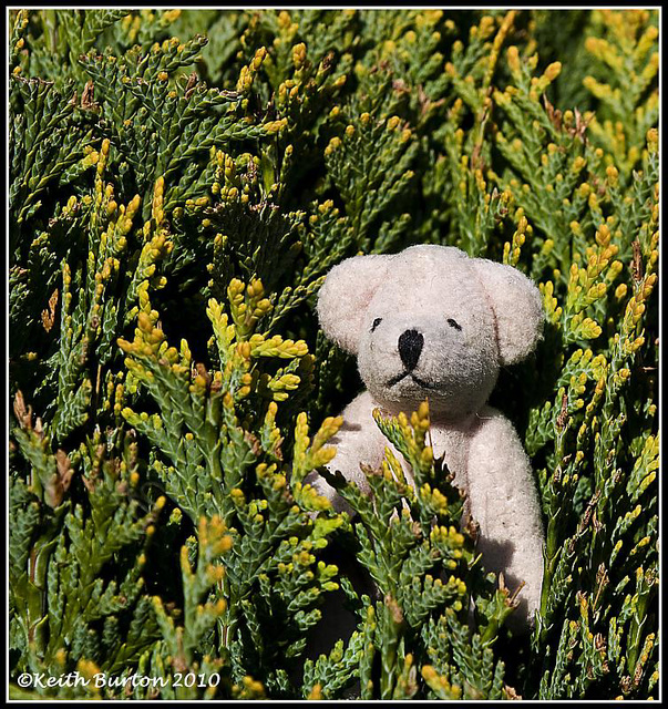 In a tree