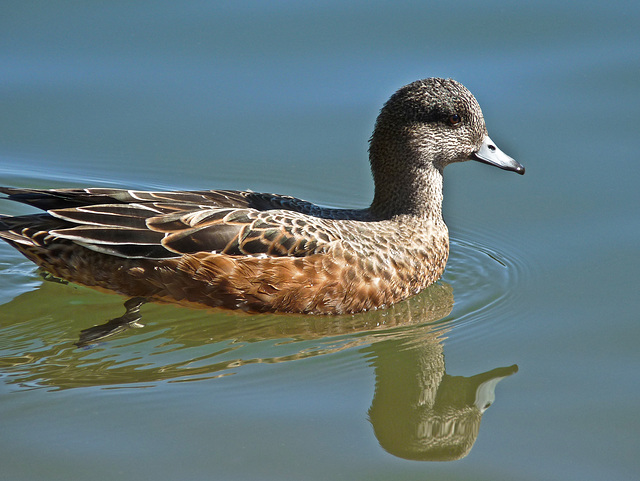 American Wigeon