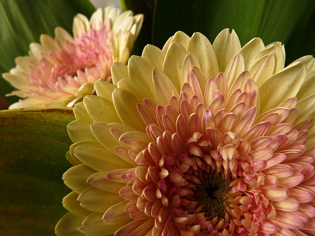 Gerbera beauty