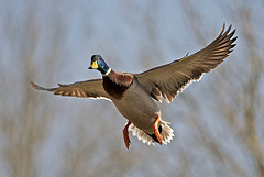 Male Mallard in flight