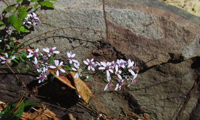 Wildflowers on the Locust Fork River