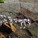 Wildflowers on the Locust Fork River