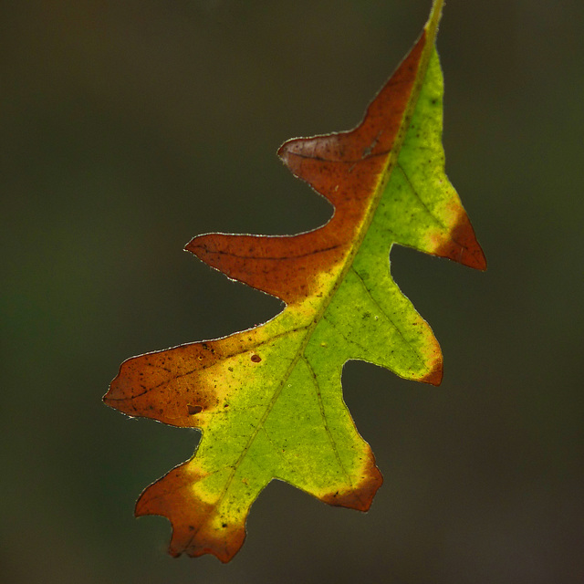 Autumn colours