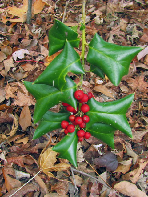 Holly and Berries