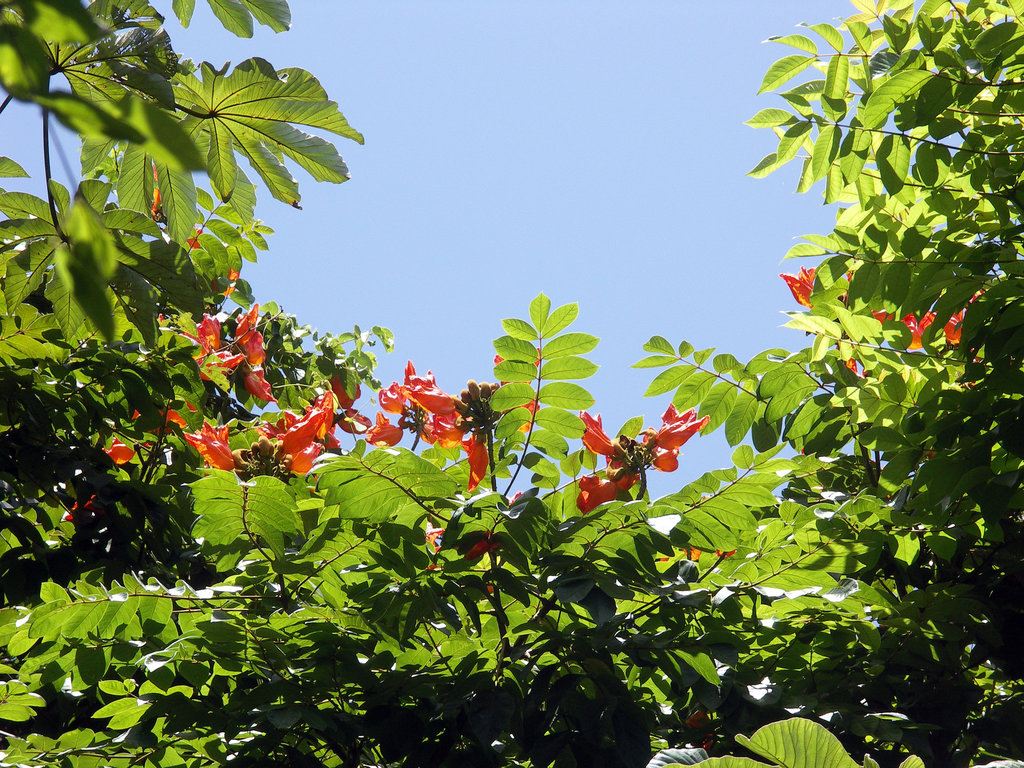 Fountain Tree
