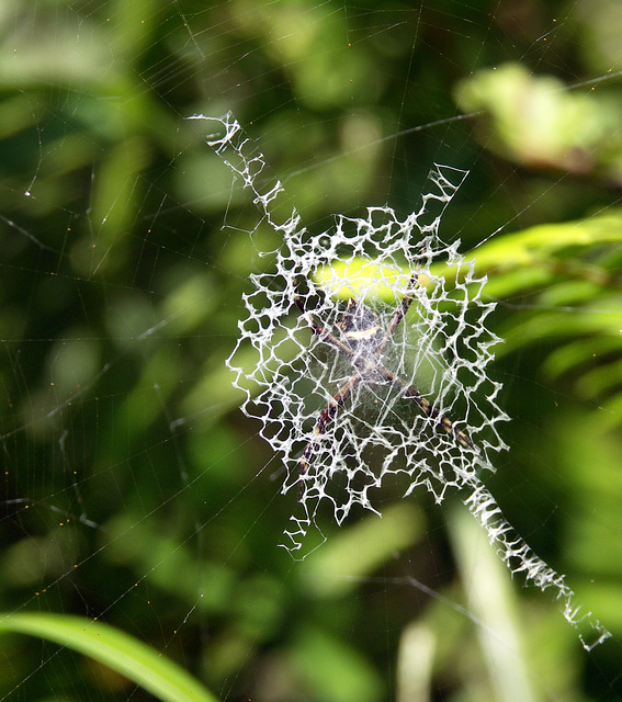 Web