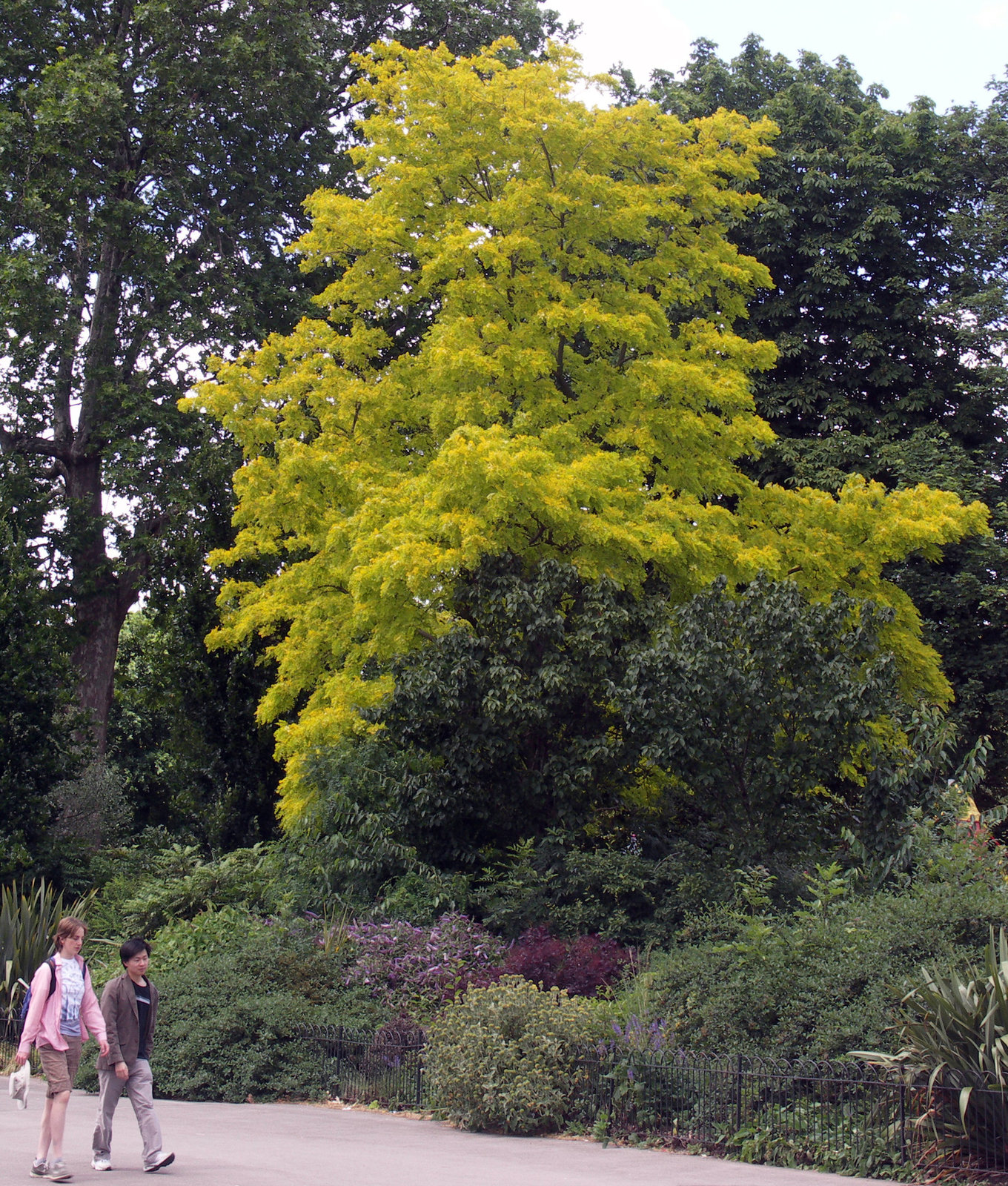 Robinia pseudoacacia 'Frisia' and friends