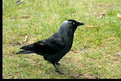 Jackdaw with sound