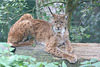 Luchs (Opelzoo)