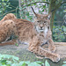 Luchs (Opelzoo)