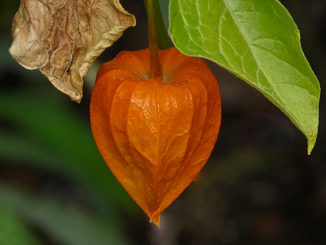 Chinese Lantern