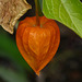 Chinese Lantern