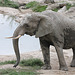 Elefantin (Opelzoo)