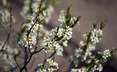 White Flowers