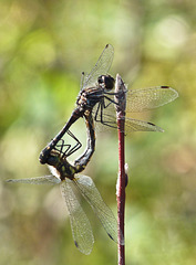 Black Meadowhawks