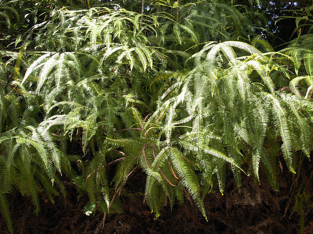 Fern