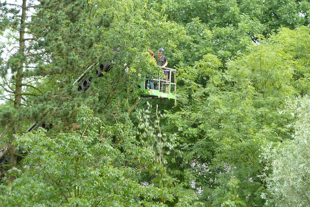 Pruning a tree