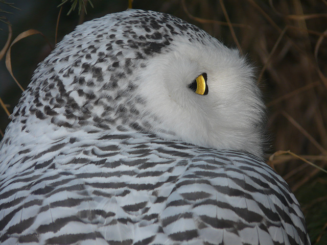 Snowy Owl