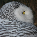 Snowy Owl