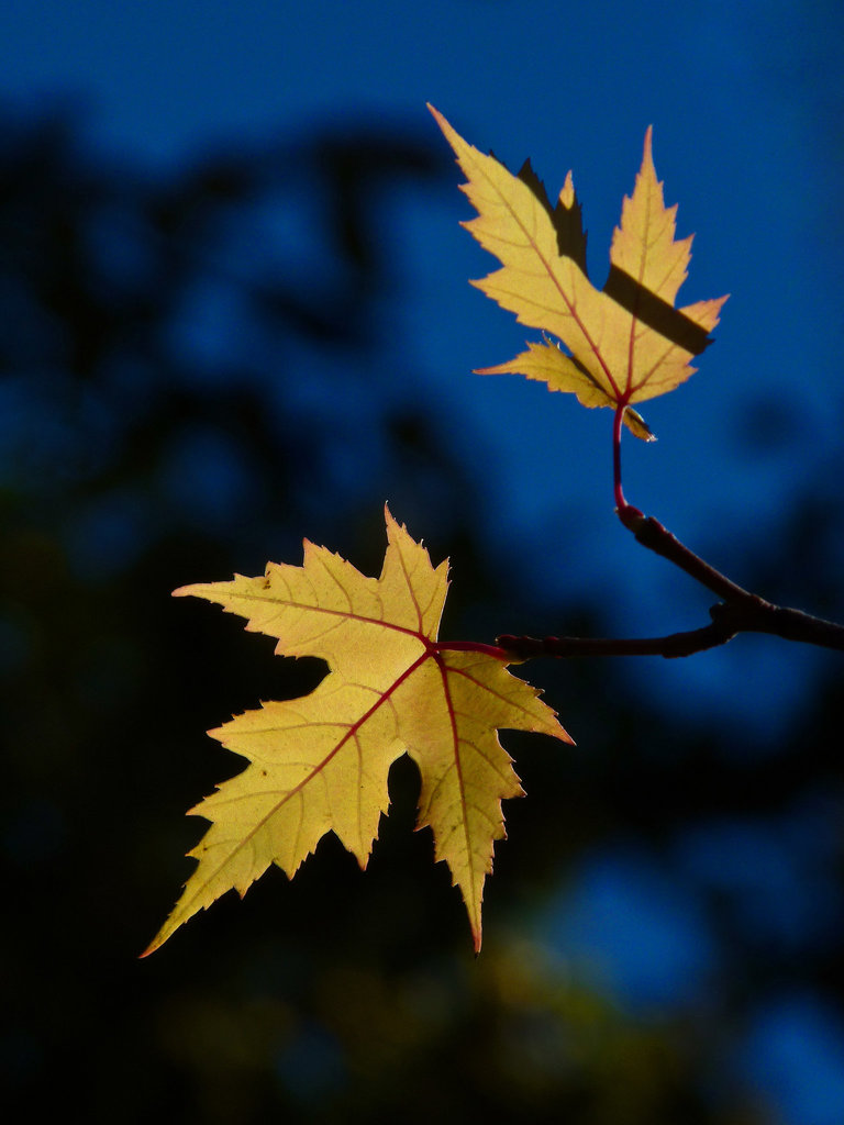 Gold on blue