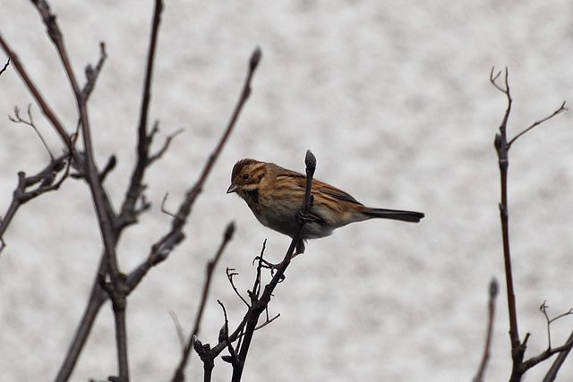 Bunting