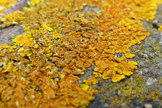 Enkhuizen – moss on the harbour wall