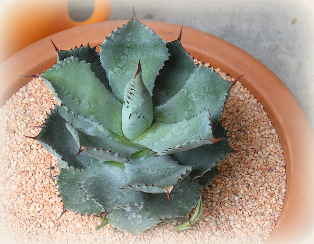 Agave isthmensis (2)