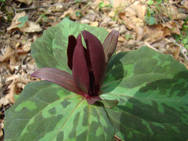 Trillium