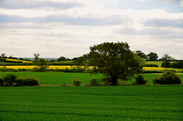 Staffordshire fields