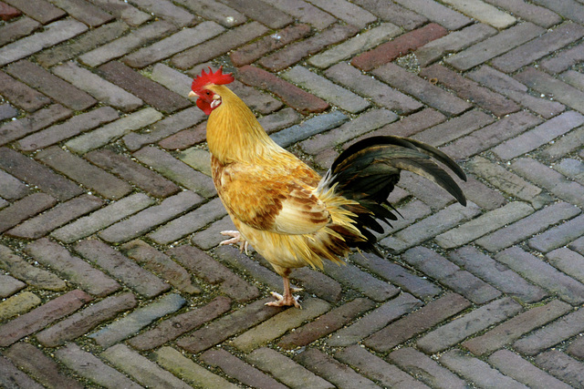 Rooster safely on the ground