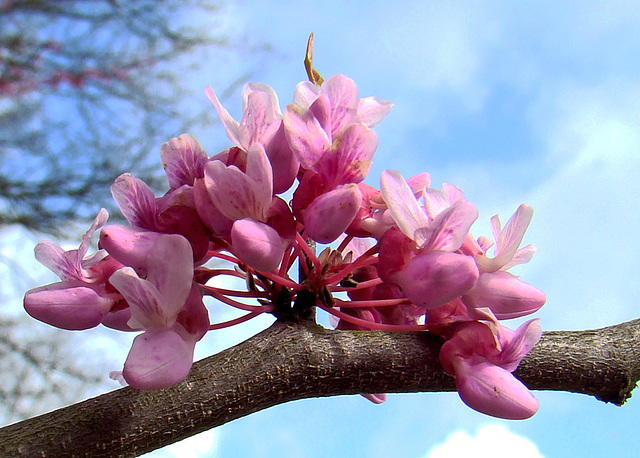 Redbud Branch