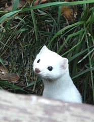 Long-tailed Weasel