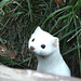 Long-tailed Weasel