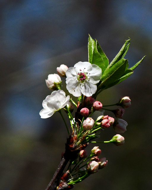 Sprig of Hawthorn