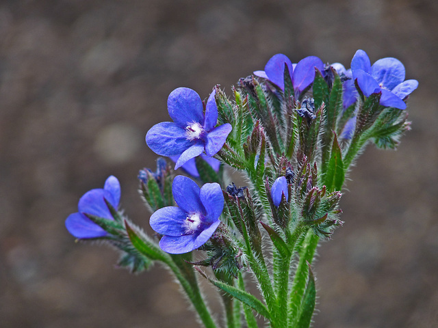 Alkanet