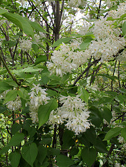 Staphylea colchica