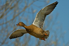 Female Mallard in flight