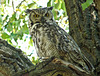Great Horned Owl - for Douglas.Brown : )
