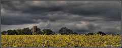 Oilseed rape and Racton Tower