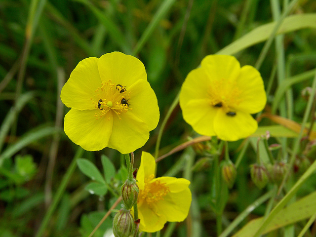 Common Rock-Rose and Tiny Beetles