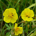 Common Rock-Rose and Tiny Beetles