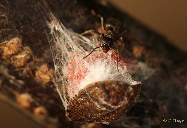 Patio Life: Scale Insect with Ant