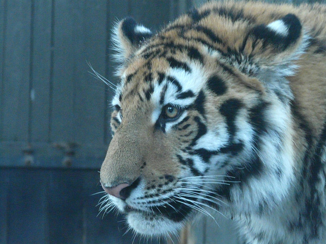 Young Siberian Tiger